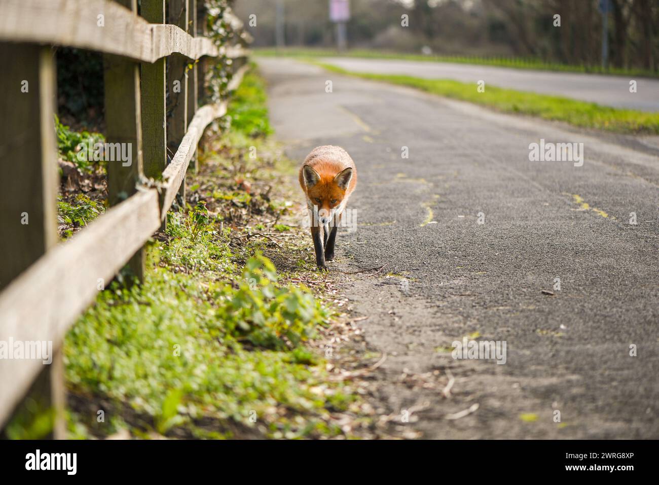 Un renard roux urbain profitant désinvolte du soleil à midi au bord de la route, assez curieux pour approcher l'appareil photo sans s'inquiéter de la présence des photographes. Banque D'Images