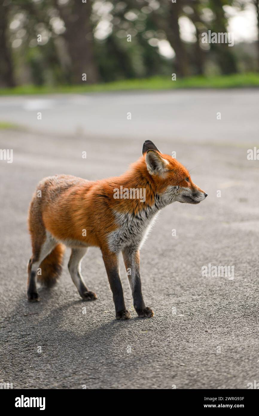 Un renard roux urbain profitant désinvolte du soleil à midi au bord de la route, assez curieux pour approcher l'appareil photo sans s'inquiéter de la présence des photographes. Banque D'Images