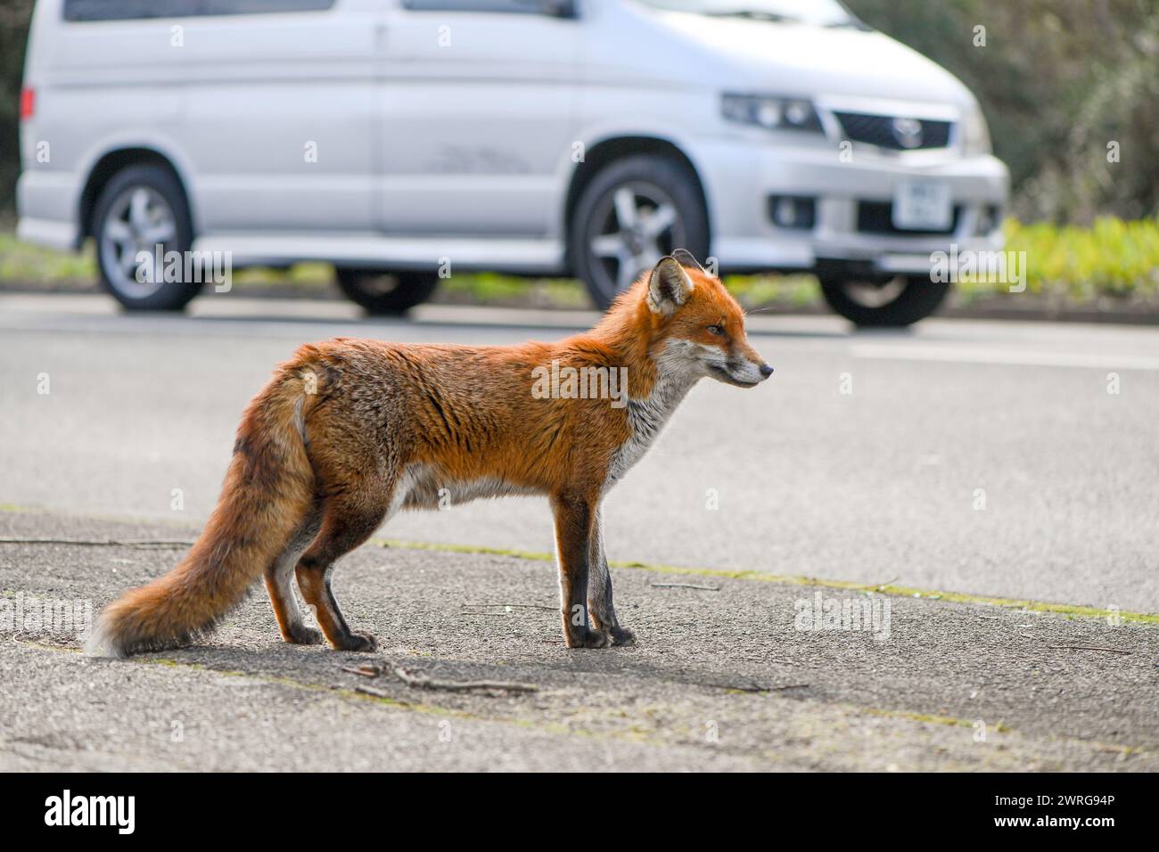 Un renard roux urbain profitant désinvolte du soleil à midi au bord de la route, assez curieux pour approcher l'appareil photo sans s'inquiéter de la présence des photographes. Banque D'Images