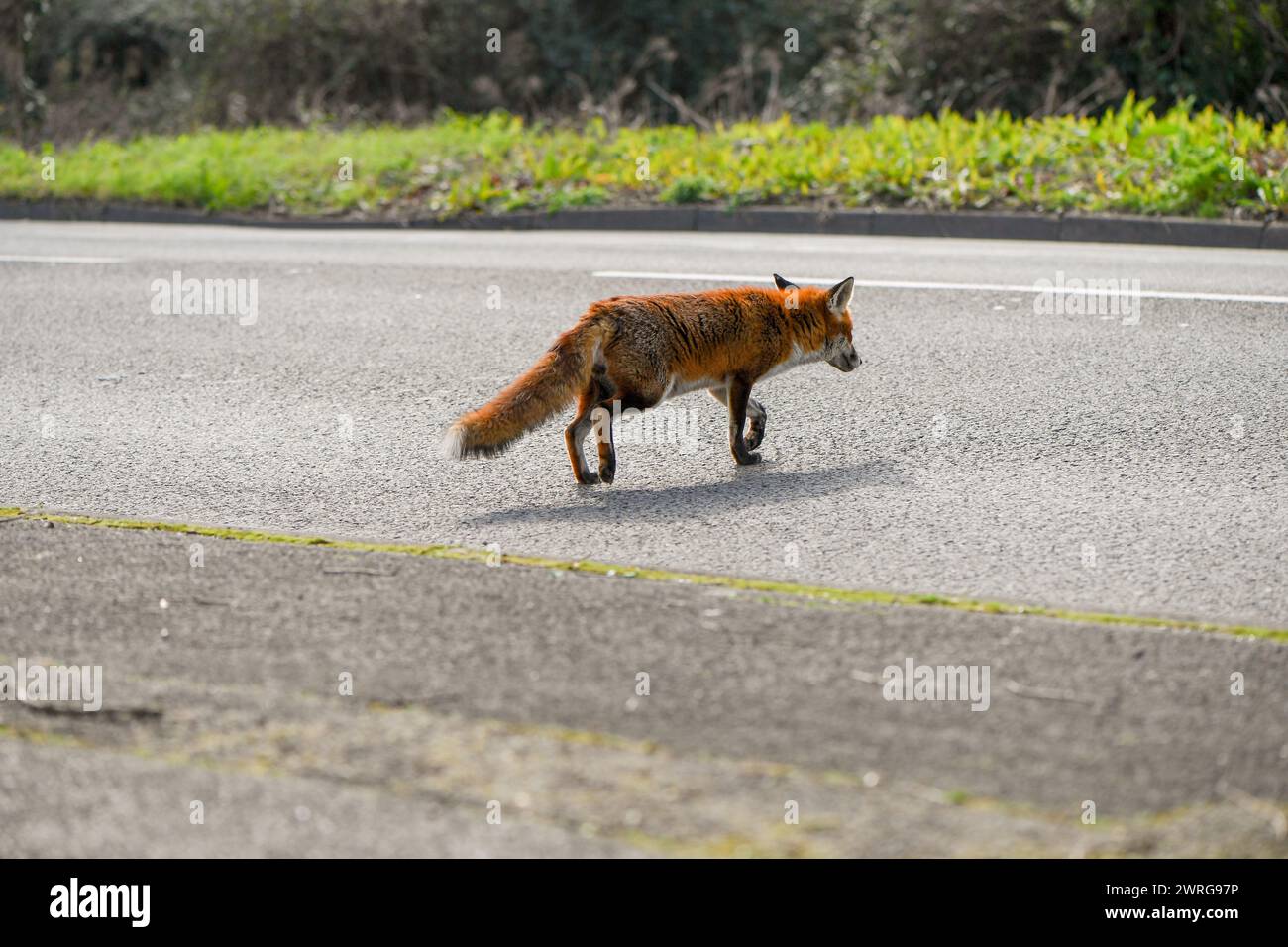 Un renard roux urbain profitant désinvolte du soleil à midi au bord de la route, assez curieux pour approcher l'appareil photo sans s'inquiéter de la présence des photographes. Banque D'Images