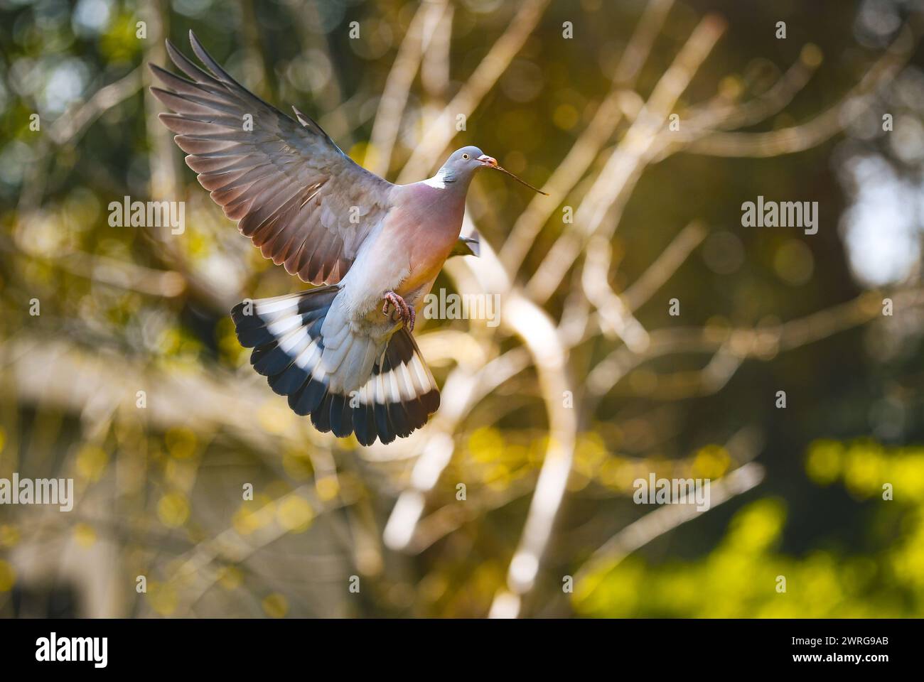 Un pigeon de bois portant une brindille dans son bec qui arrive à la terre avec des ailes déployées sur le site de nidification. Banque D'Images