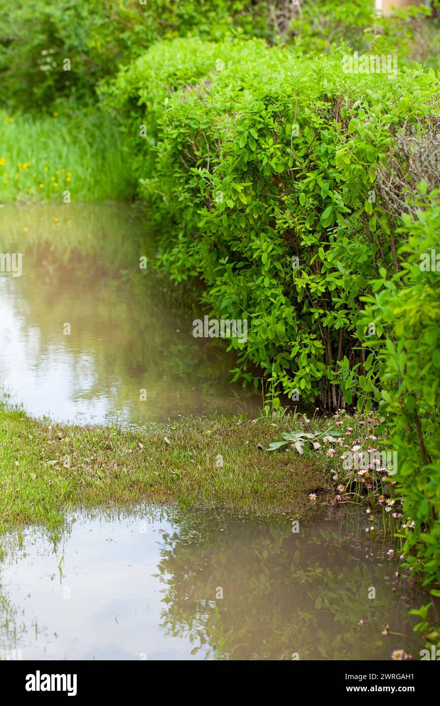 Accumulation d'eau de surface : après une forte averse, l'eau reste à la surface du sol parce que le sol argileux a une faible capacité d'infiltration. Banque D'Images