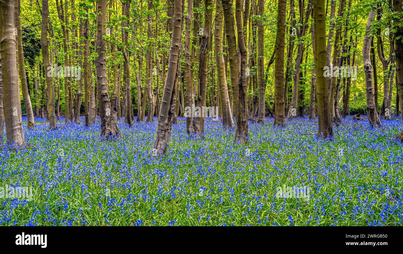 Forêt couverte de fleurs de Bluebell Banque D'Images