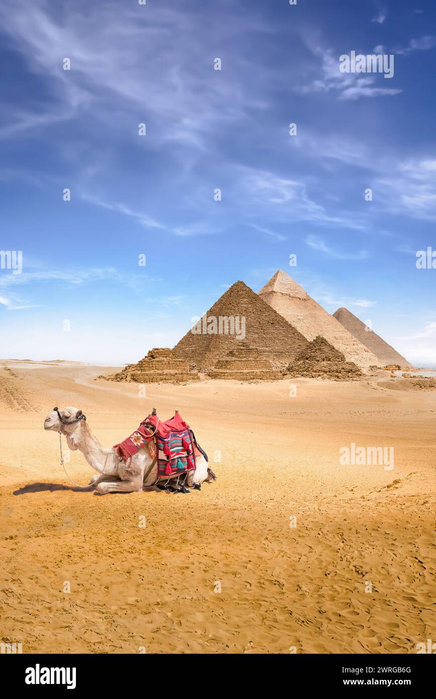 Un chameau avec vue sur les pyramides de Gizeh, en Égypte Banque D'Images