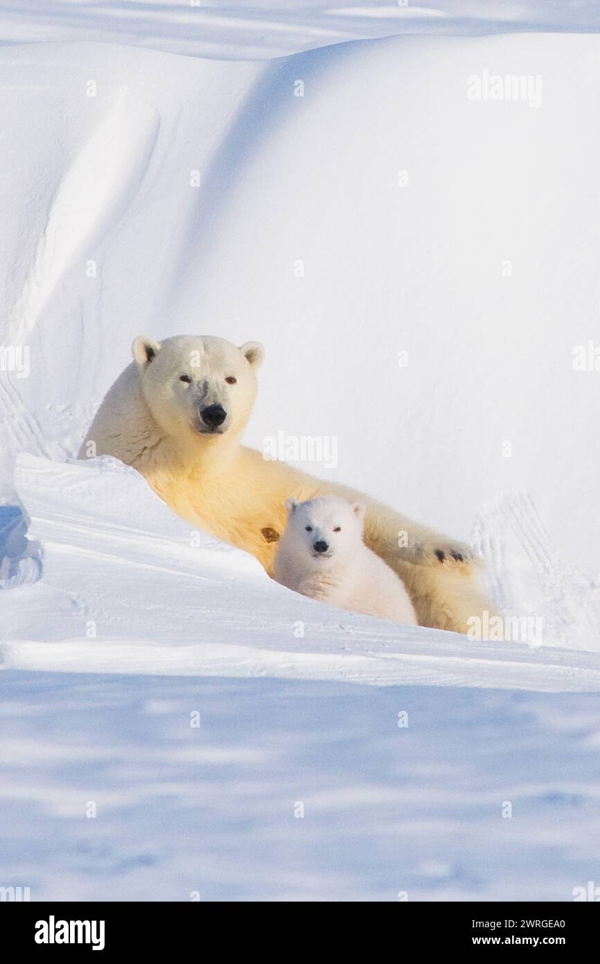 Les ours polaires Ursus maritimus Sow avec ourson de printemps émergent de leur antre à la fin de l'hiver s'acclimatent à l'extérieur le long de la côte arctique d'Ala Banque D'Images