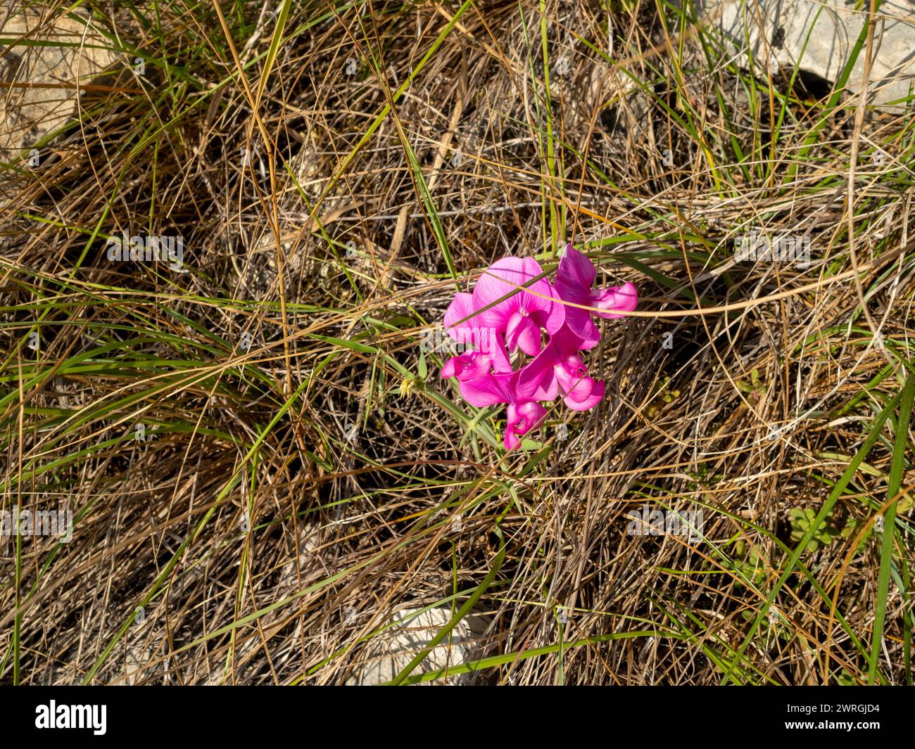 Pois rose éternel dans les Alpes Banque D'Images