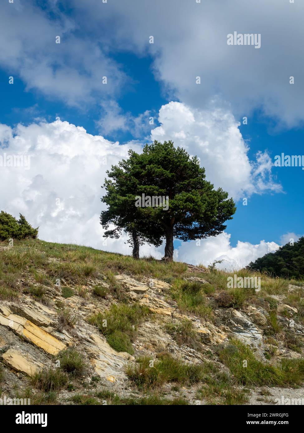 Pin dans les montagnes dans les Alpes Banque D'Images