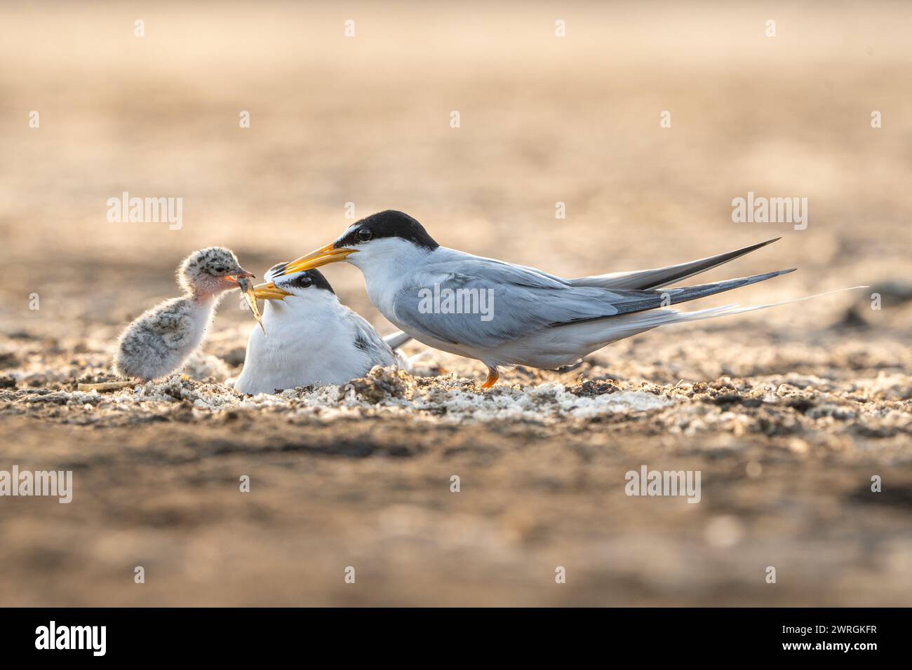 Gros plan de deux oiseaux nourrissant leur poussin, Indonésie Banque D'Images