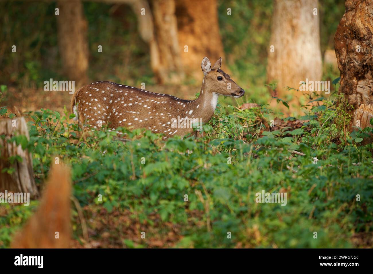 Chital ou Cheetal - axe axe également cerf ponctué, originaire du sous-continent indien, portrait dans la jungle indienne, mère femelle. Banque D'Images