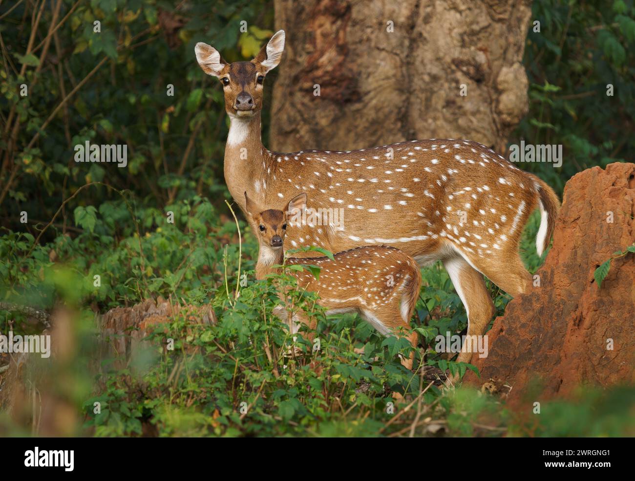 Chital ou Cheetal - axe axe également cerf ponctué, originaire du sous-continent indien, portrait dans la jungle indienne, mère femelle avec jeune veau sucki Banque D'Images