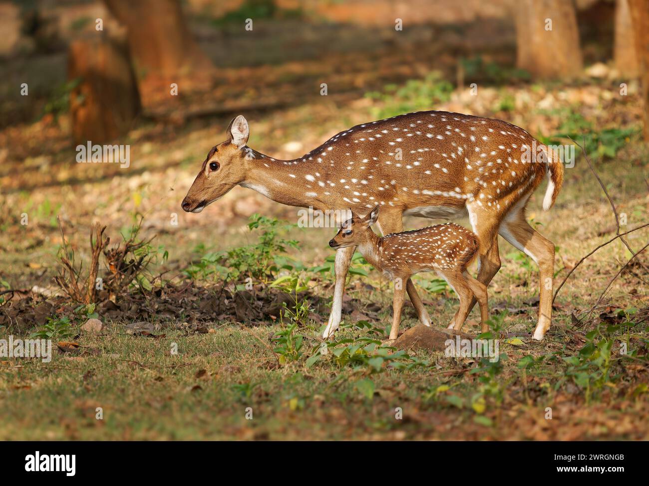 Chital ou Cheetal - axe axe également cerf ponctué, originaire du sous-continent indien, portrait dans la jungle indienne, mère femelle avec jeune veau sucki Banque D'Images