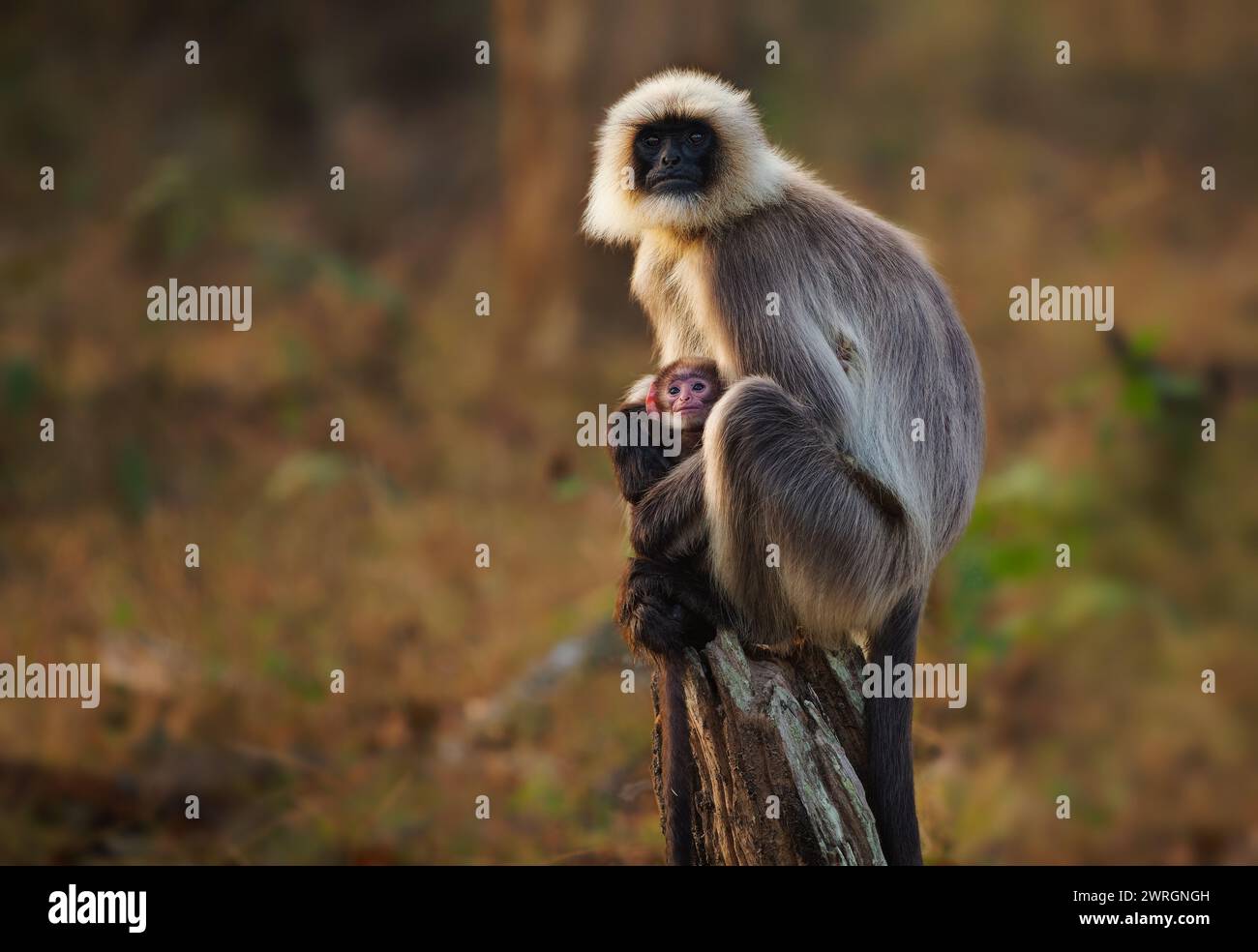 Malabar Langur sacré ou langur gris à pieds noirs - Semnopithecus hypoleucos est un singe de l'ancien monde, trouvé dans le sud de l'Inde, femelle avec le bébé sittin Banque D'Images