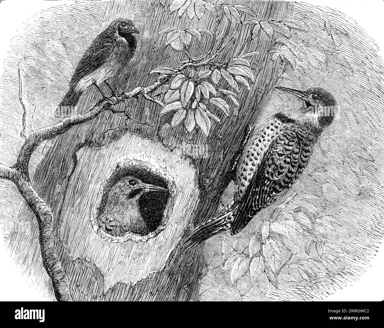 Ajouts récents à la collection de la Zoological Society, Regent's Park, [Londres], 1864. Le tanager bleu (Orchesticus ater)...[est] originaire des forêts du Brésil. Le tanager appartient à un grand groupe d'oiseaux fruitiers, qui forme l'une des familles les plus caractéristiques de ces régions... le pic-bois, d'autre part, provient des forêts plus septentrionales du Nouveau monde. Dans les bois de fond des États-Unis, cet oiseau est l'une des espèces les plus connues et les plus largement distribuées de sa tribu. Il est généralement connu sous le nom de "Flicker", de son vol particulier, ou le "Golden-Sha Banque D'Images