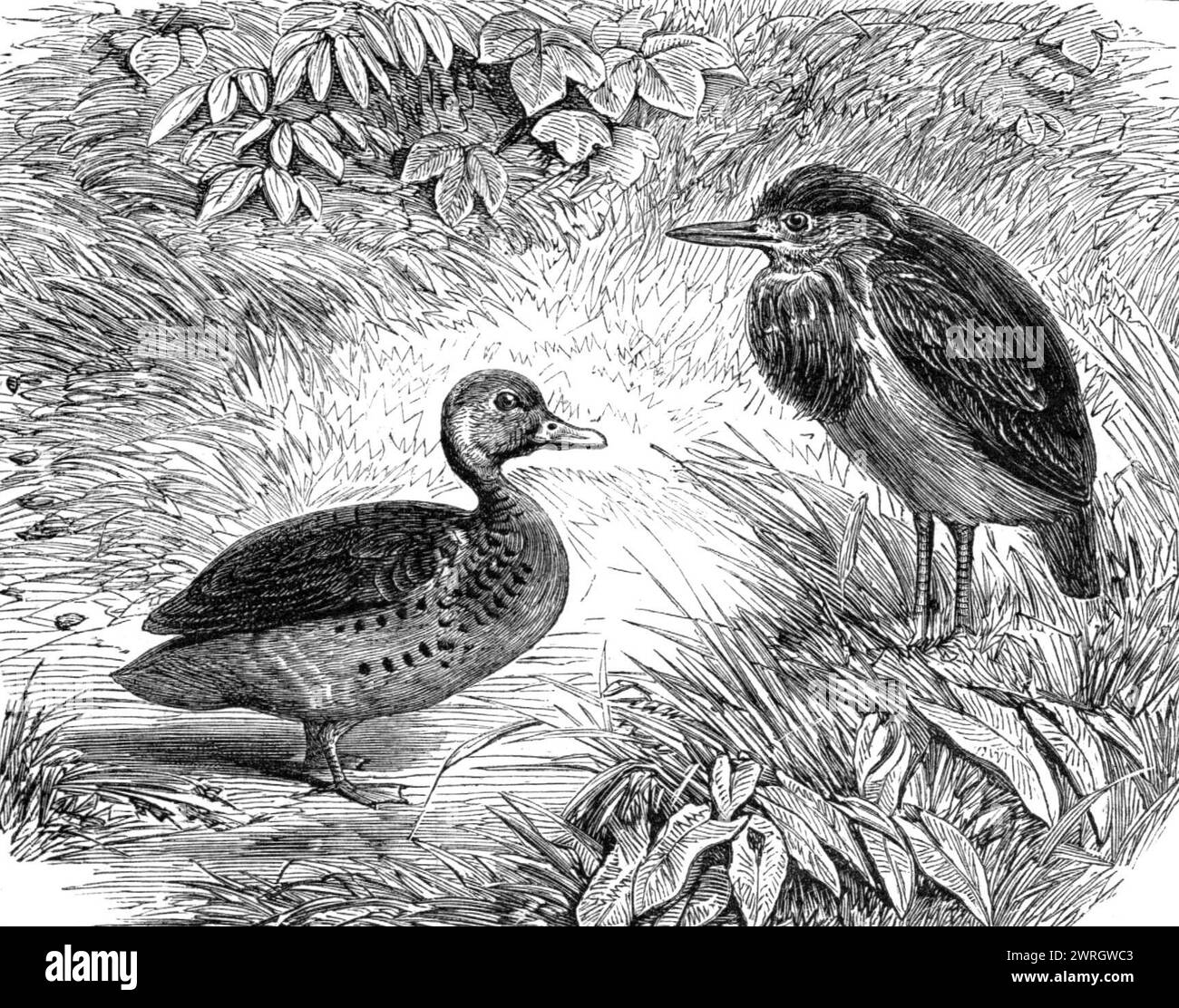 Ajouts récents à la collection de la Zoological Society, Regent's Park, [Londres], 1864. «Le canard sifflant (Dendrocygna arborea), de Jamaïque ; et la petite amère verte, de para (Butorides virescens), ne diffèrent pas matériellement de leurs alliés bien connus des mêmes groupes par leurs habitudes.... [spécimens d'un groupe d'animaux]...importés de diverses parties du continent américain, et la plus grande partie d'entre eux représentent des espèces qui avaient auparavant été amenées vivantes dans ce pays.... la [collection] de la société de vivre animals...now englobe plus de 1700 individus de toutes les parties de Banque D'Images