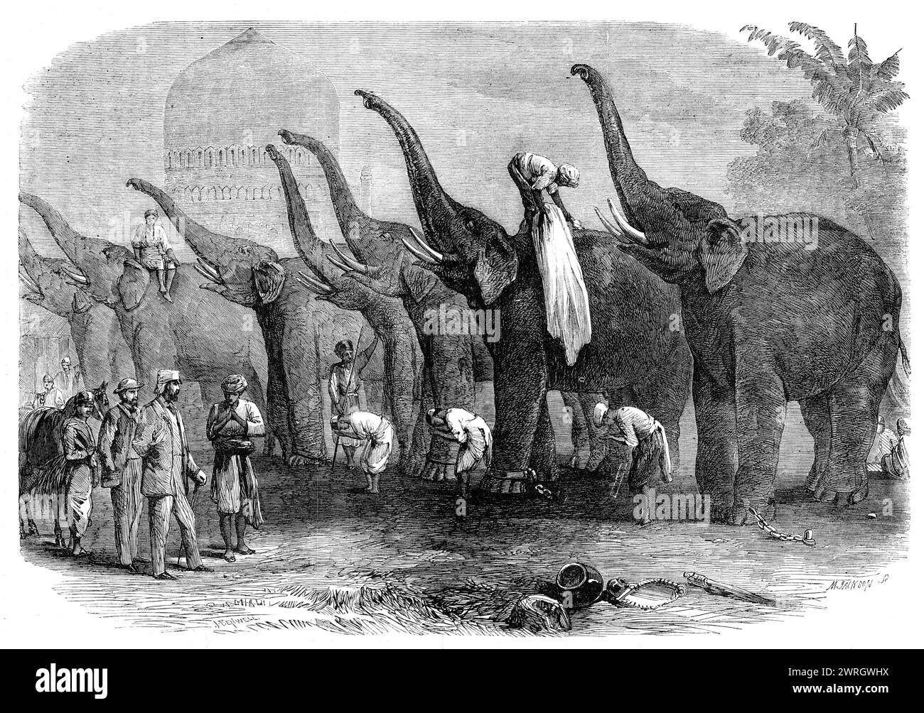 Une escouade d'éléphants saluant le commandant à Dinapore, Inde, 1864. L'illustration fournit une autre preuve de la sagacité de l'éléphant, et un exemple frappant du degré d'entraînement auquel cet énorme quadrupède peut facilement être amené. La scène a été esquissée par notre artiste à Dinapore, où une équipe considérable d'éléphants a été temporairement piquetée, lui offrant de nombreuses occasions d'étudier leurs habitudes. À cette occasion, le commandant de la station les inspectait, et alors qu'il passait le long de la ligne, le mot "Sulaam kurro" a été crié haut et fort par les mahouts, qui l'ont fait Banque D'Images