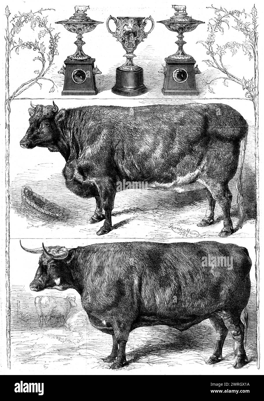 The Smithfield Club Show : Prize Cattle and Cup, 1862. 'Les coupes, deux d'entre elles de la valeur de &#xa3;40 chacune pour les bêtes, et trois de &#xa3;20 chacune pour les moutons, sont des caractéristiques assez nouvelles dans la liste des prix de la société. Ils provenaient tous de l'établissement de Messrs Thomas, de New Bond-Street... les deux tazza tasses et couvertures, valeur &#xa3;40 chacune, sont de forme élégante et pourchassées avec goût ; et les bêtes sur le dessus des couvertures et les têtes sur les plinthes doivent être dûment modelées des gagnants... Mr. J. Overman transporte une des tasses à Norfolk avec son bœuf, âgé de trois ans et quatre mois, un Banque D'Images