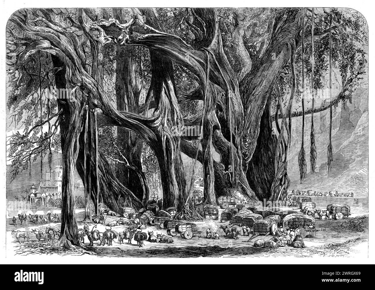 Coton d'Inde : un convoi de coton partant de Rewah vers le Gange - campement nocturne sous un banyan-tree, 1862. '...un petit convoi de charrettes à roues en bois massif, de taureaux et de chameaux... qui vient d'effectuer la difficile descente vers la vallée du Gangetic par l'un des ghauts, ou cols de montagne... vers le bas de laquelle tout le coton destiné à être expédié à Calcutta, et finalement en Europe, est amené de... la province de Bundelcund... l'illustration représente les taureaux fatigués et chameaux débarquant et se reposant pour la nuit, sous l'abri d'un banyan-tree, près de l'un des vieux querelles Banque D'Images