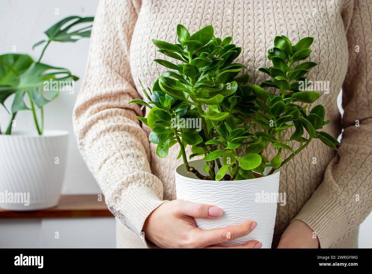 Femme en pull léger tient pot de plante d'intérieur verte dans ses mains. Concept de style de vie durable. Banque D'Images