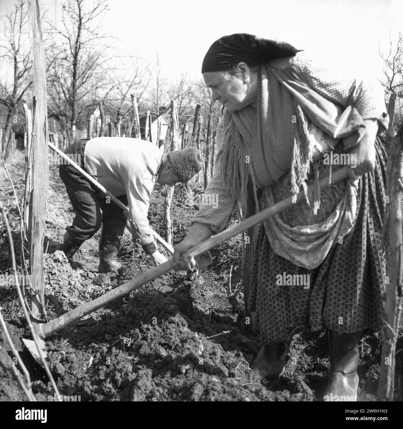 République socialiste de Roumanie, approx. 1977. Les paysans désherbent leur vignoble. Banque D'Images