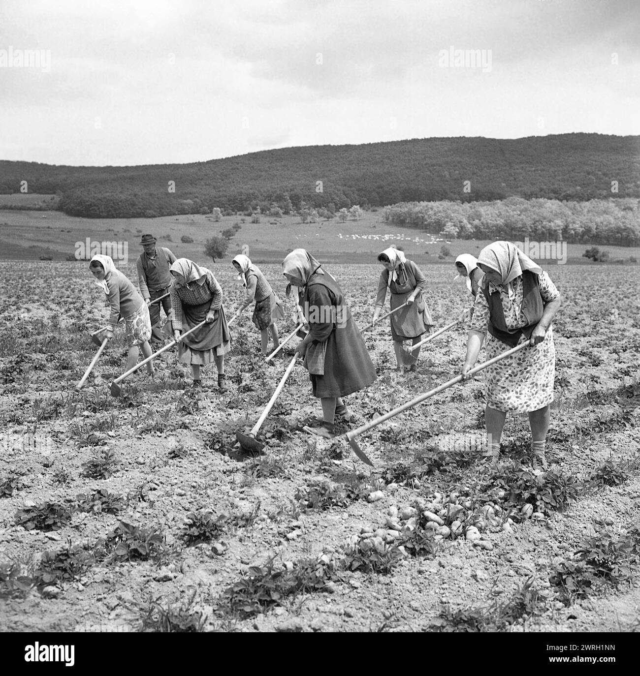 Coopérative agricole d'Etat en Roumanie communiste, dans les années 1970 Groupe de paysans récoltant des pommes de terre. Banque D'Images