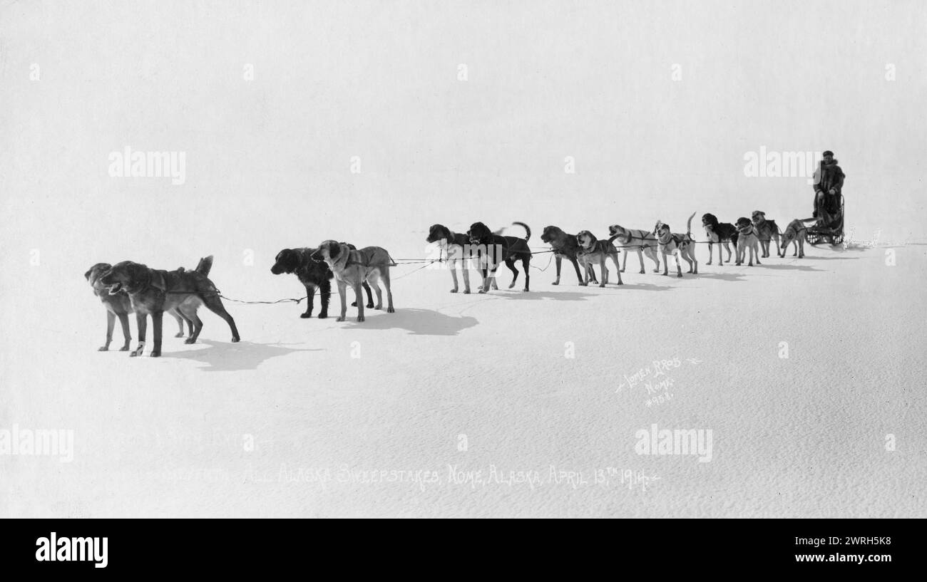Équipe de chiens au Seventh All Alaska Sweepstakes, le 13 avril 1914. Banque D'Images