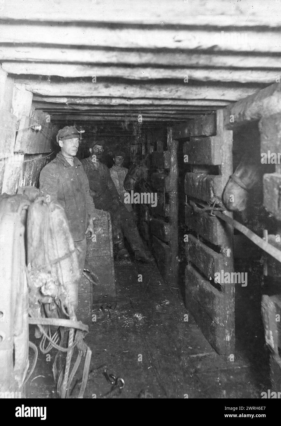 Chevaux à l'abattage, 1911. D'une collection de documents et de photographies de plus de trente participants à la guerre civile russe dans le Kuzbass, y compris les commandants et commissaires du mouvement partisan rouge. Parmi les objets uniques de la collection figurent des documents relatifs à la circulation de l'argent en Sibérie (c'est-à-dire, la nouvelle monnaie introduite par le gouvernement Koltchak) et l'album photographique, "développement du district de la mine de charbon d'Anzher en 1918-23". Musée d'histoire régionale et de vie folklorique de l'oblast de Kemerovo Banque D'Images