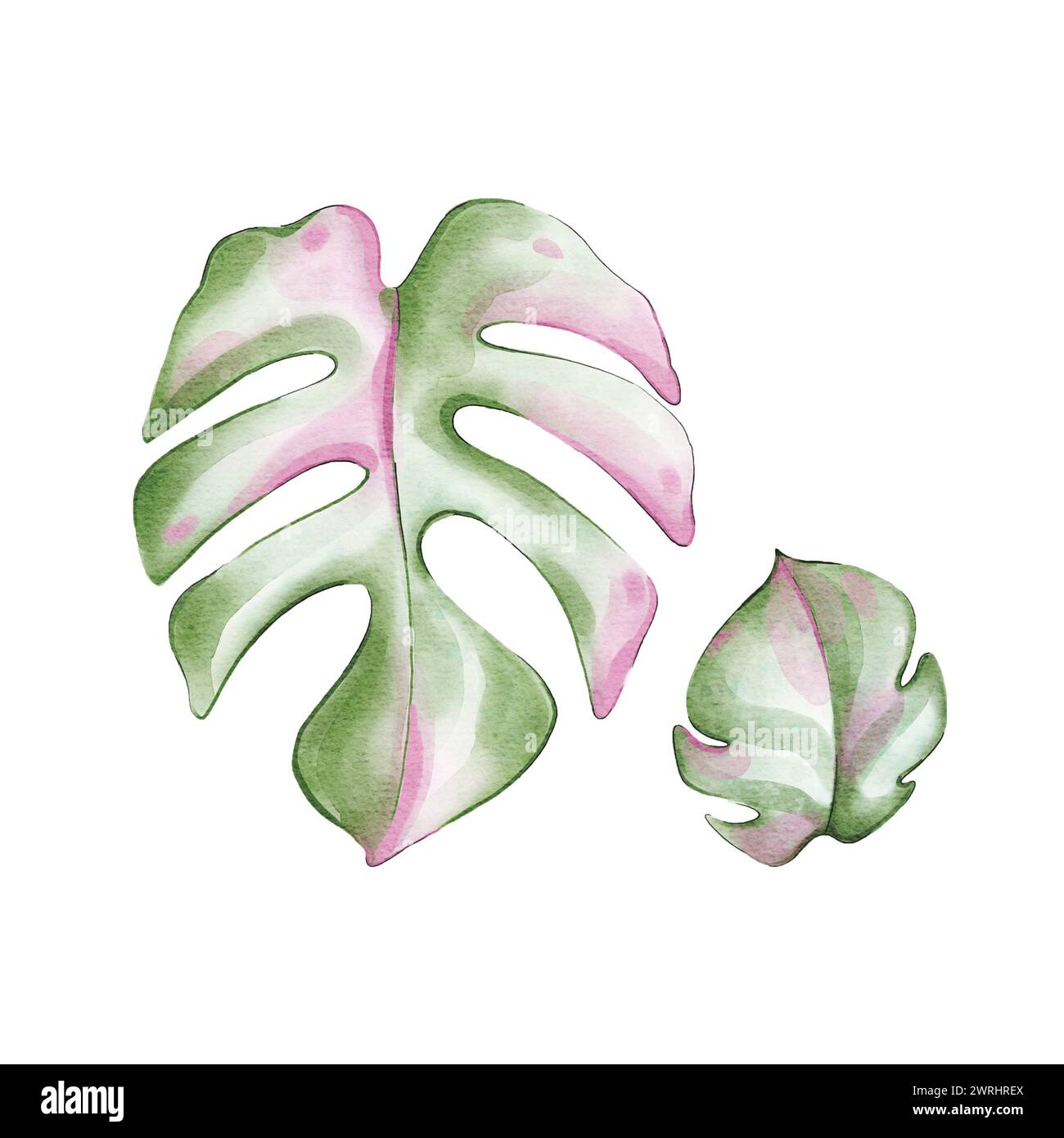 Aquarelle rose monstera. Illustration dessinée à la main Banque D'Images