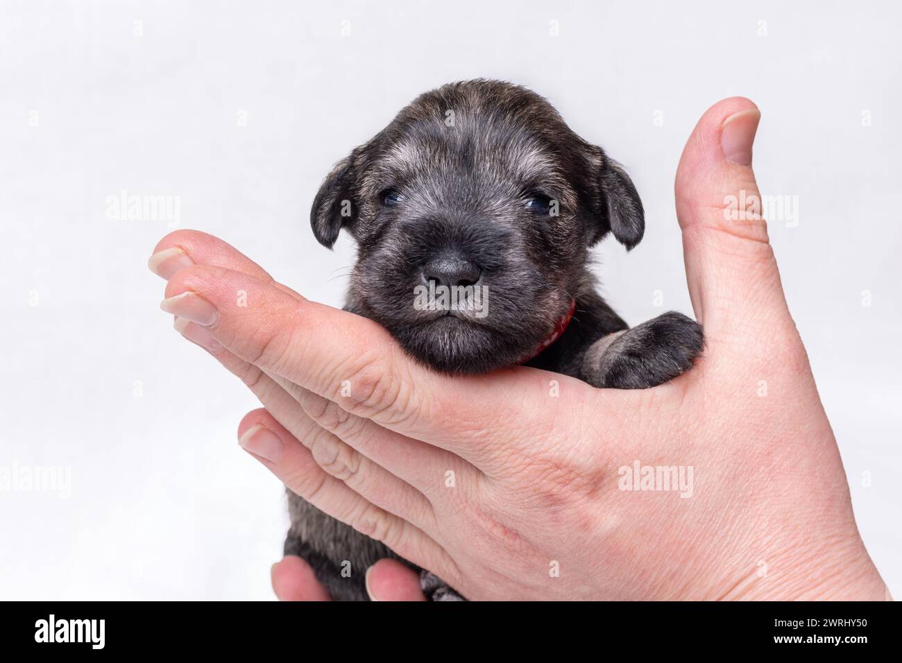 Un petit chiot nouveau-né sur la main du propriétaire. Portrait d'un petit chiot schnauzer miniature aveugle sur fond blanc Banque D'Images