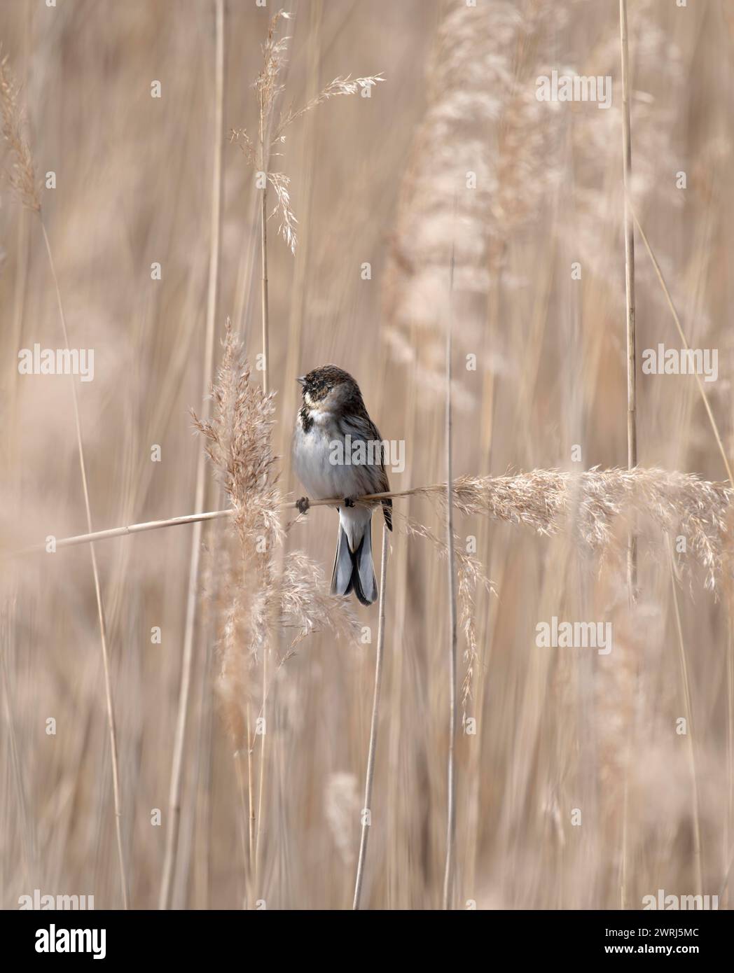 Guirlande de roseaux (Emberiza schoeniclus), guirlande de roseaux, assis dans les roseaux sur une branche qui traverse l'image, regardant vers la gauche, Dortmund, lac Banque D'Images