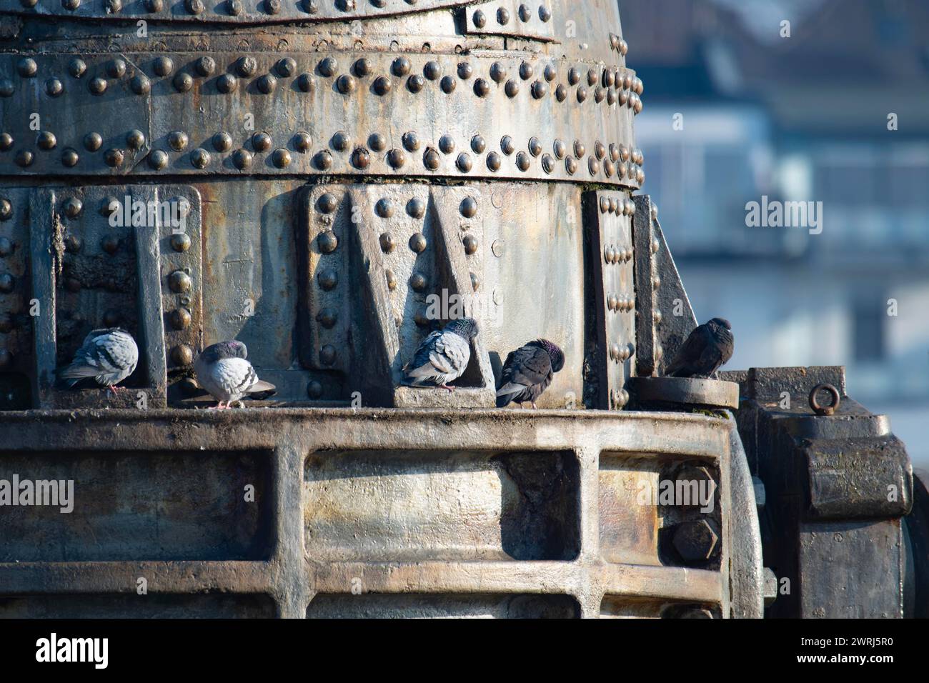 Pigeons de ville, colombes de rue (Columbidae) assis sur le métal, Thomas convertisseur ou Thomas poire, monument, production d'acier, cinq animaux, preening et Banque D'Images