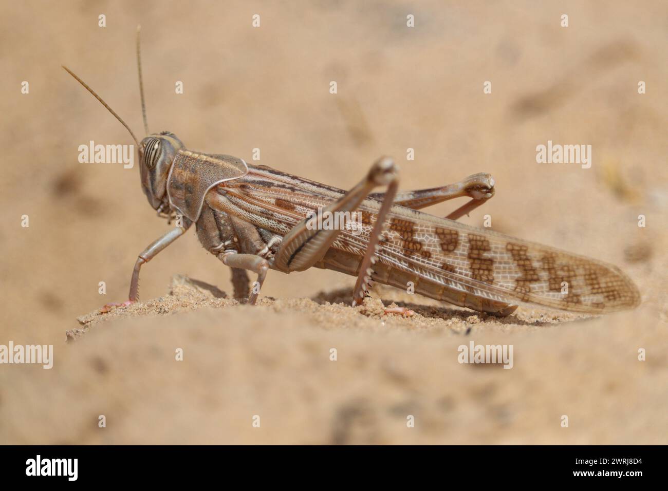 Criquet pèlerin (Schistocerca gregaria) à cornes courtes Banque D'Images
