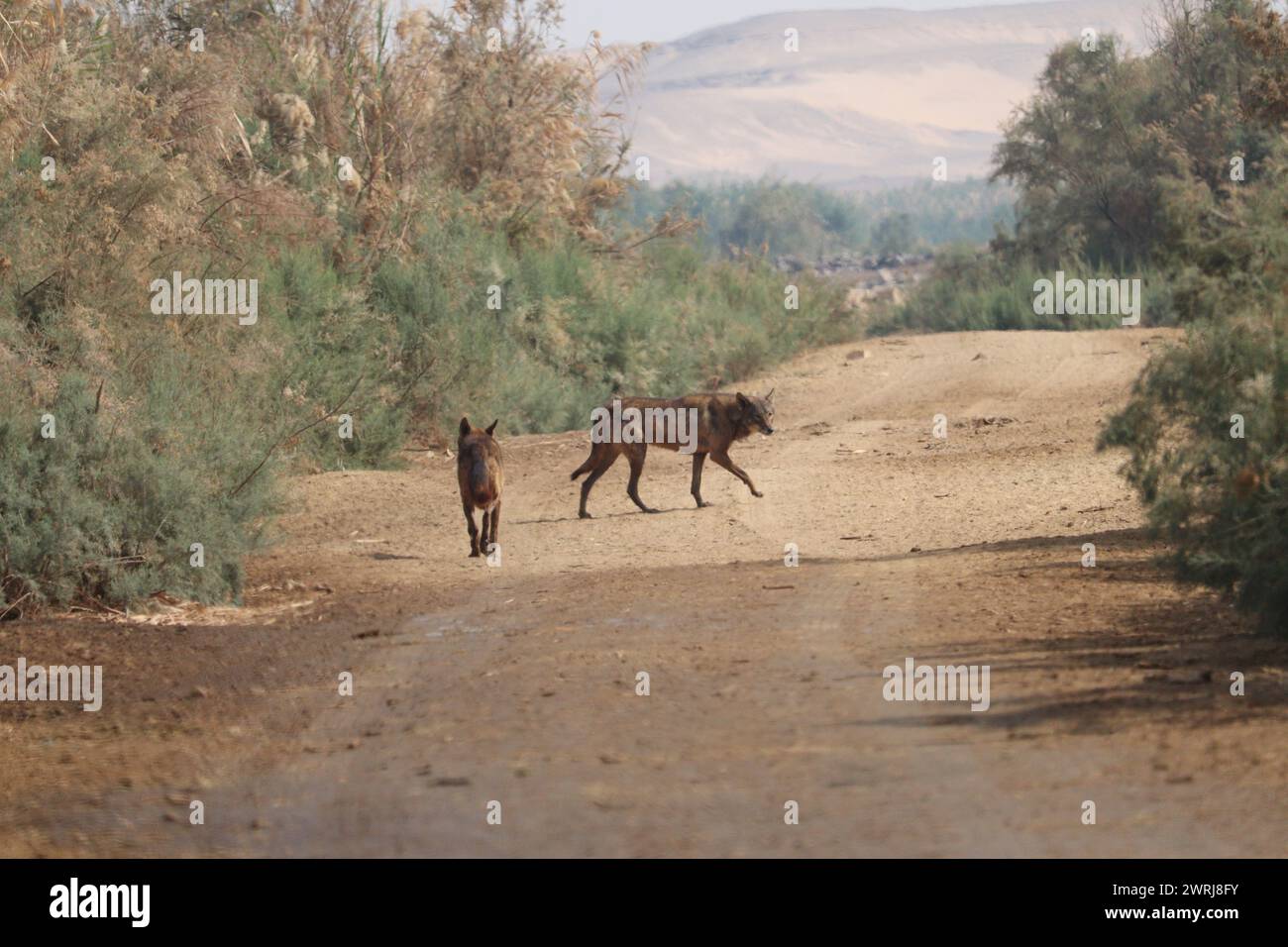 deux loups égyptiens hybrides dans la nature Banque D'Images