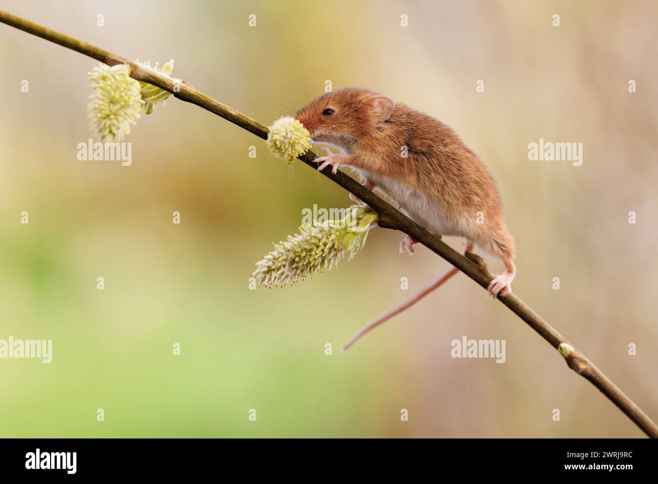 Souris des moissons eurasiennes [ Micromys minutus ] animal captif sur tige de saule Banque D'Images