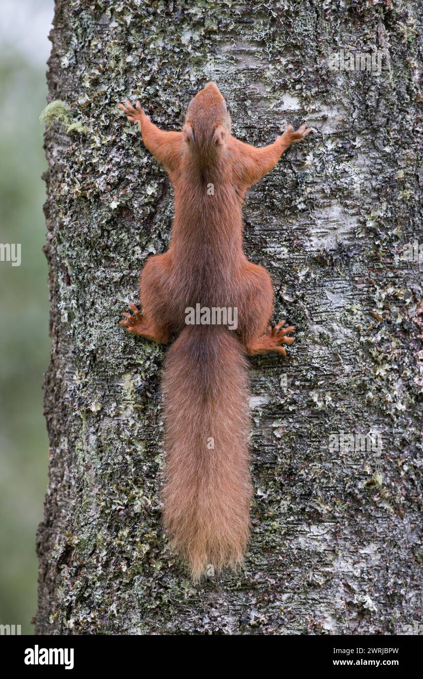 Écureuil roux [ Sciurus vulgaris ] par derrière étalé à plat sur le tronc d'un pin, Perthshire, Écosse, Royaume-Uni Banque D'Images