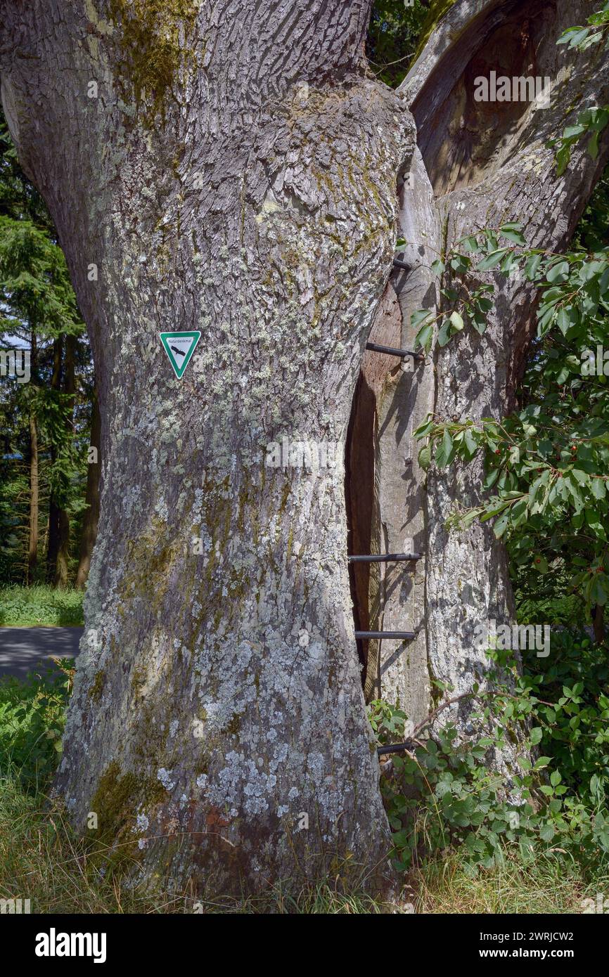 Chêne anglais resp. Quercus robur appelé Eichelchen, monument naturel à Greifenstein, Westerwald, Hesse, Allemagne Banque D'Images