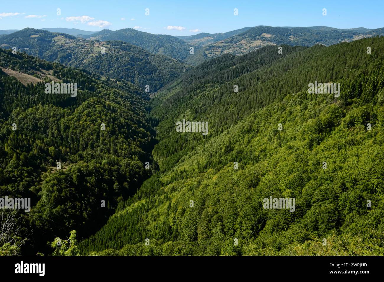 Forêt de montagne de la vallée d'Izubra dans le parc naturel Golija, sud-ouest de la Serbie Banque D'Images