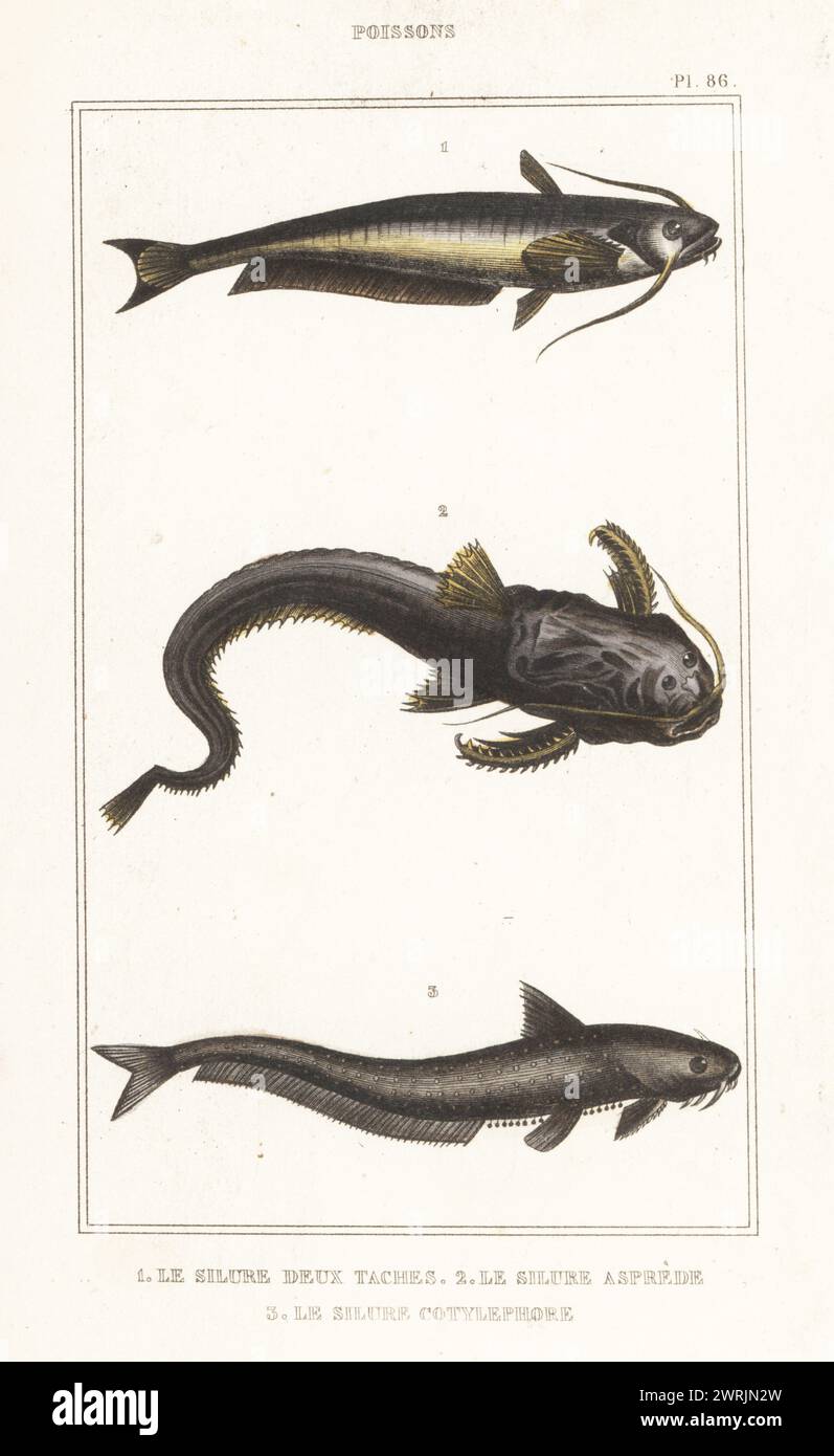 Poisson-chat au beurre, Ompok bimaculatus 1, poisson-chat banjo, Aspredo aspredo 2, et poisson-chat banjo à bandes, Platystacus cotylephorus 3. Le silure deux agrafes, Silurus bimaculatus, le silure asprede, Silurus aspredo, le silure cotylephore, Aspredo cotylephorus. Gravure en pointillés colorés à la main par Frédéric Cazenave et autres tirée des œuvres du comte de Lacépède, comprenant l’histoire naturelle des poissons, Paris, vers 1850. Les illustrations non créditées ont été copiées à partir d'originaux de Jacques de Seve, Marcus Bloch, Robert Benard, Jean-Gabriel Pretre, etc Banque D'Images