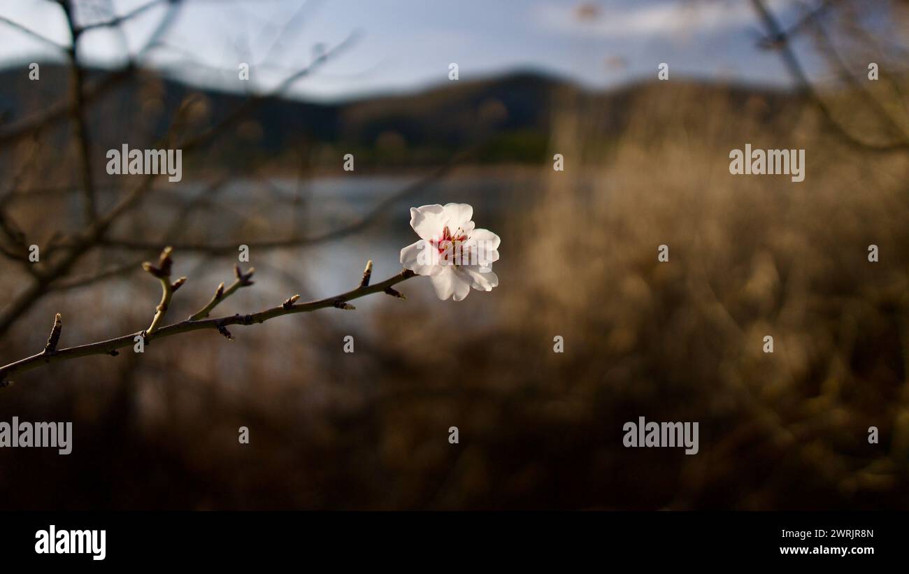 Lac Ankara Eymir. Fleur de prune blanche fleurissant au printemps. Fleurs printanières. Fleur de prune blanche devant le ciel bleu. La mise au point est sélective. Banque D'Images