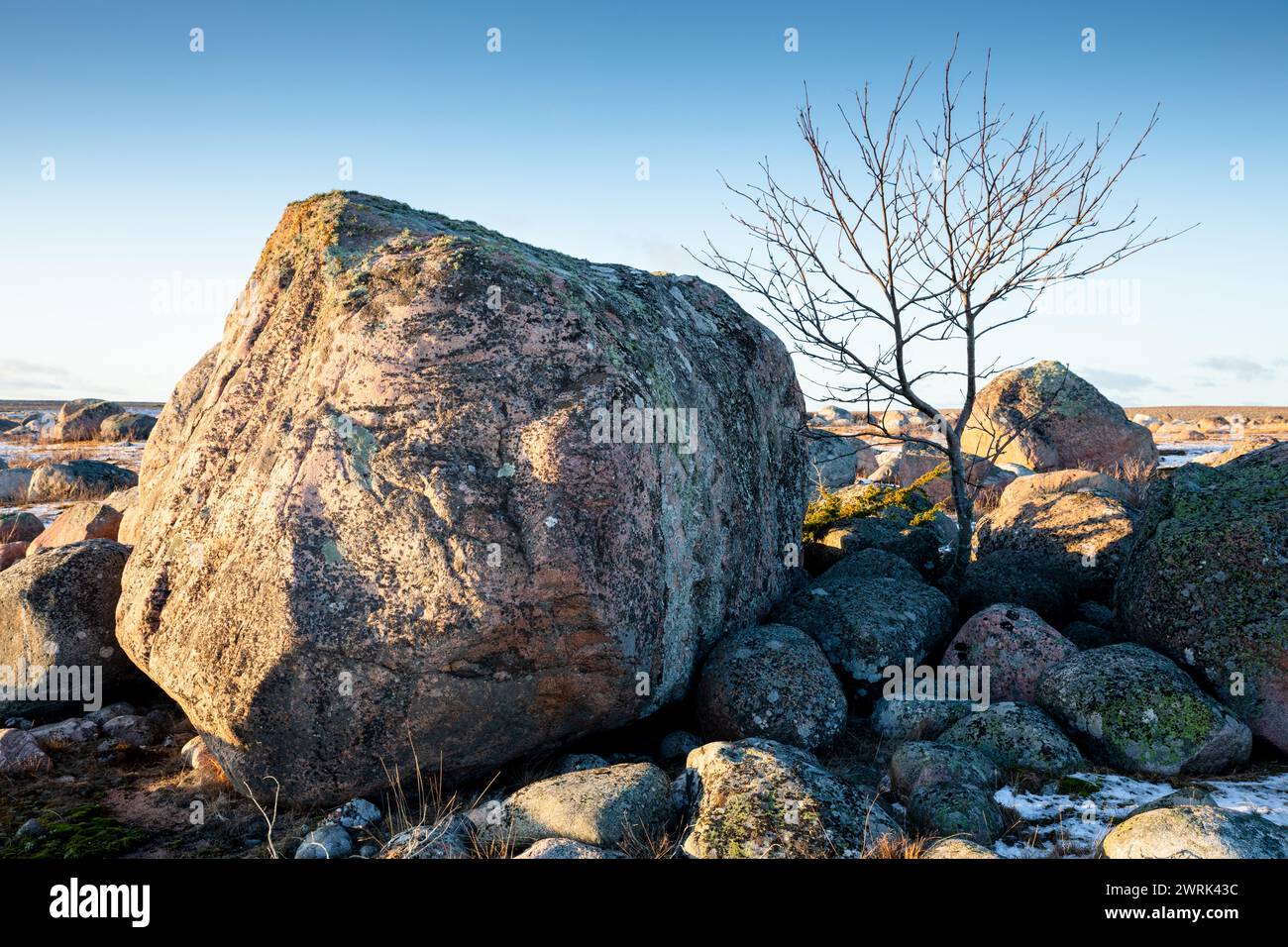 ROCHE IRRÉGULIÈRE GLACIAIRE, ARBRE, JURMO, MER BALTIQUE : la vie trouve un chemin! Une grande roche irrégulière glaciaire dans un champ de roches avec un petit arbre poussant à côté sur Jurmo, une petite île de l'archipel de Turku, au large de la côte sud-ouest de la Finlande. Photo : Rob Watkins. INFO : Jurmo a une population d'environ 50 personnes, et est connu pour son terrain accidenté, ses paysages pittoresques et sa flore et sa faune uniques. Jurmo est la dernière partie aérienne du système géologique de crêtes de Salpausselkä de l'âge glaciaire, qui traverse la Finlande. Banque D'Images