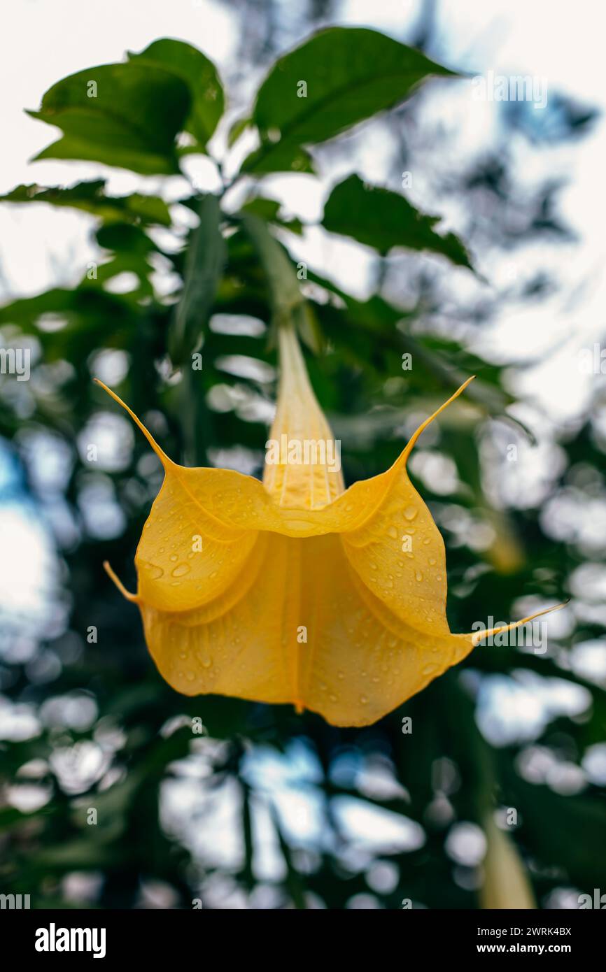 Belle fleur de Datura jaune (Brugmansia aurea), trompette de l'ange doré dans un jardin.Close-up. Banque D'Images