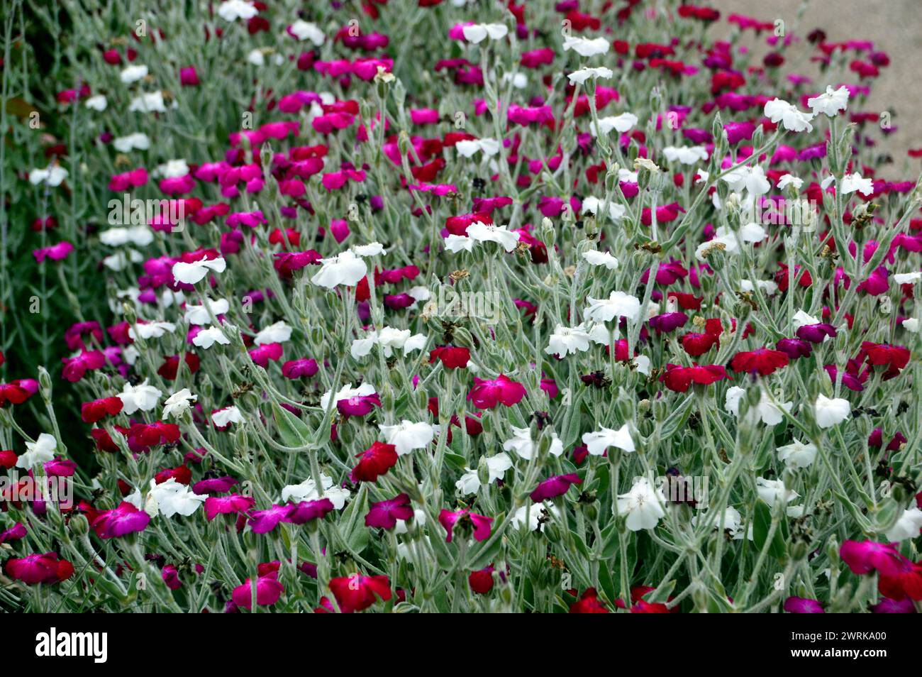 Une frontière de Pink Lychnis Coronaria & White Alba' (Rose Campion) fleurs cultivées au RHS Garden Harlow Carr, Harrogate, Yorkshire, Angleterre, Royaume-Uni. Banque D'Images