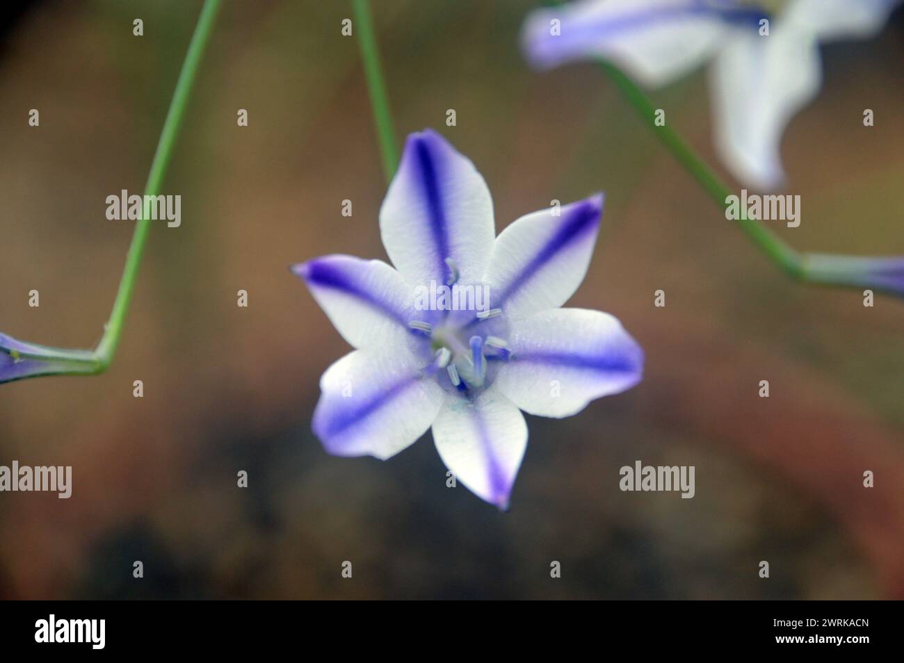 Bleu/blanc Triteleia Laxa 'Foxy' (Triplet Lily) fleur en forme d'étoile cultivée dans la maison alpine à RHS Garden Harlow Carr, Harrogate, Yorkshire, Angleterre. Banque D'Images