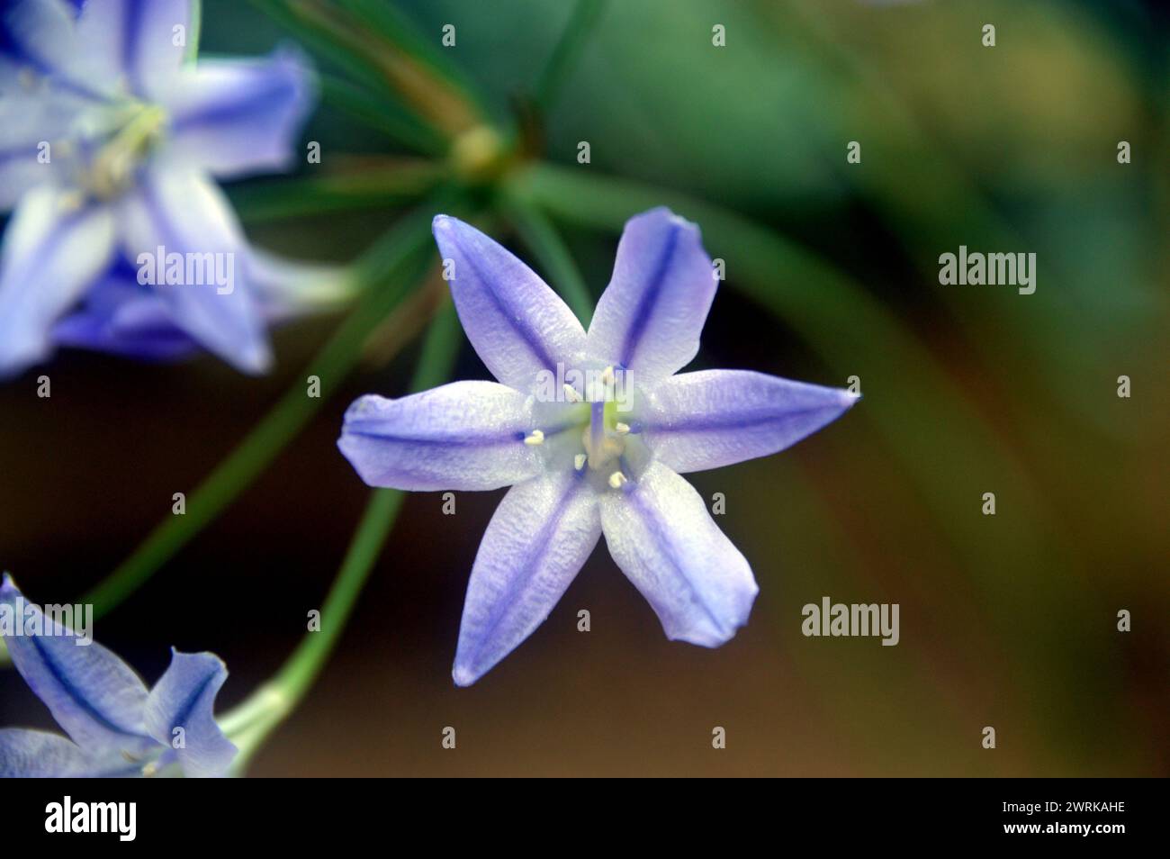 Bleu/blanc Triteleia Laxa 'Foxy' (Triplet Lily) fleur en forme d'étoile cultivée dans la maison alpine à RHS Garden Harlow Carr, Harrogate, Yorkshire, Angleterre. Banque D'Images