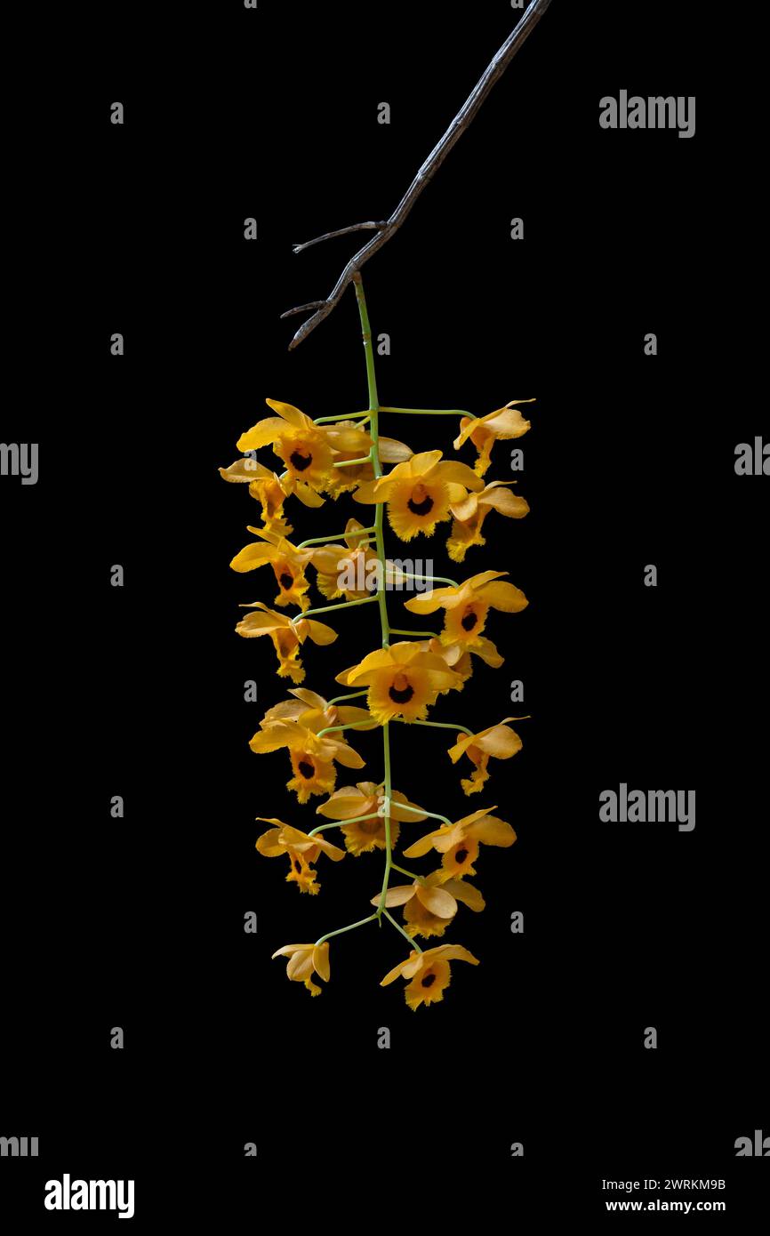 Vue rapprochée de l'espèce épiphyte d'orchidées tropicales dendrobium fimbriatum grappe jaune vif et noire de fleurs isolées sur fond noir Banque D'Images