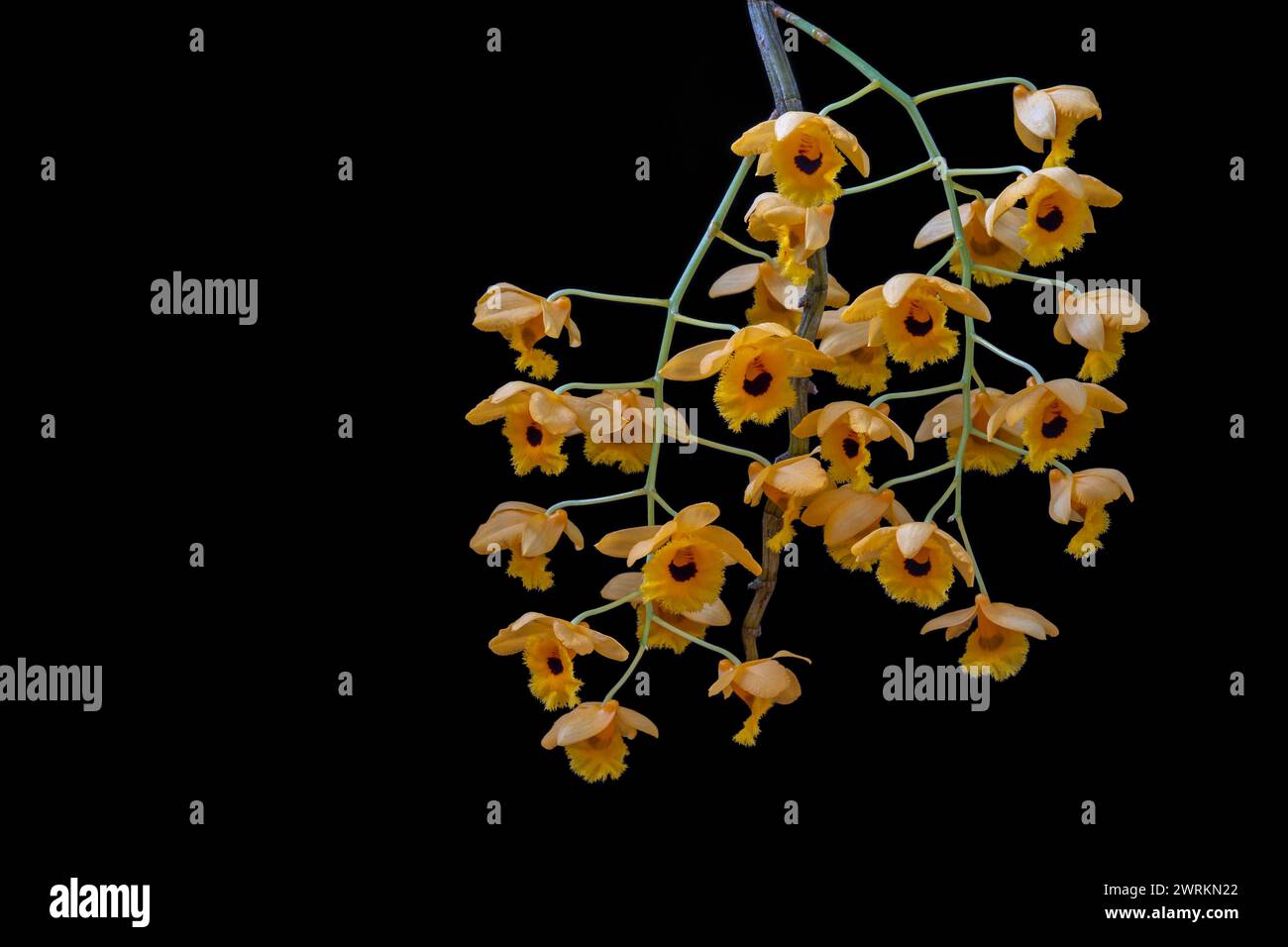 Vue rapprochée de l'espèce d'orchidée tropicale en fleurs dendrobium fimbriatum avec des grappes de fleurs jaunes dorées et noires isolées sur fond noir Banque D'Images