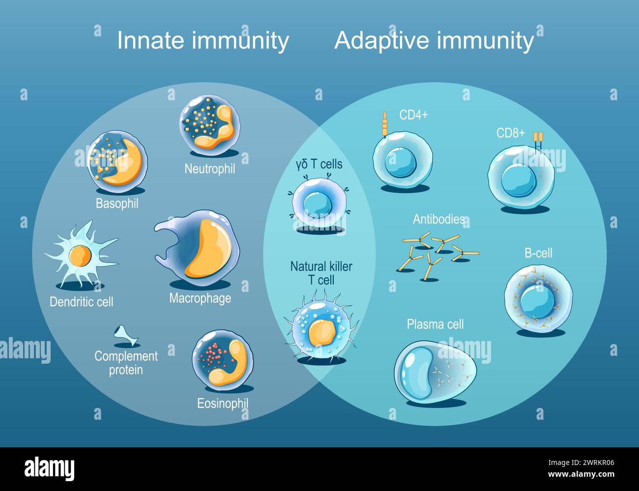 Immunité adaptative et innée. Cellules du système immunitaire. Réponse immunitaire. Infographie immunologique. Réponse rapide et lente. Vecteur plat isométrique ill Illustration de Vecteur