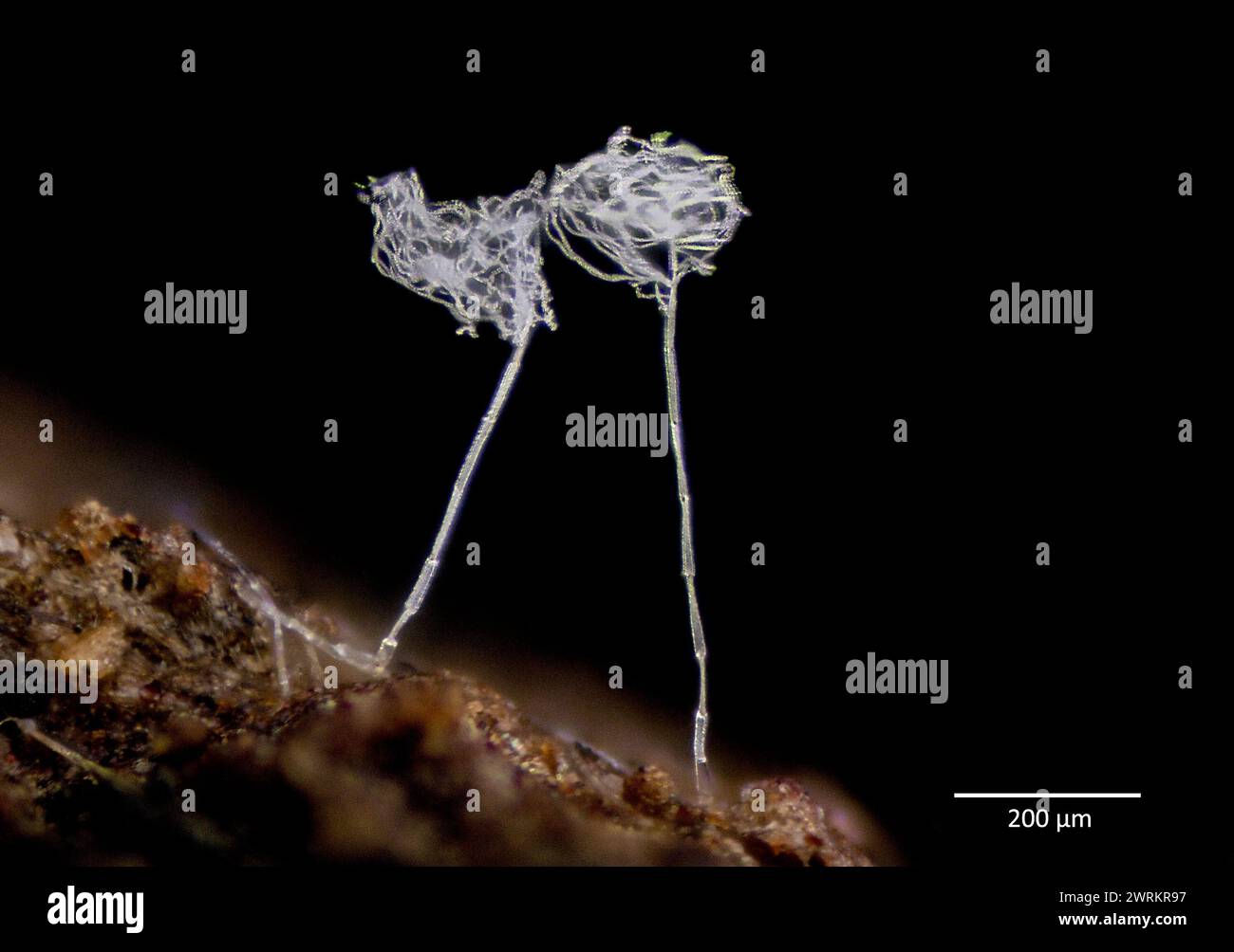 Conidophores (tiges produisant des chlamydospores (conidies) asexuées et non mobiles) provenant d'un champignon ascomycotylédone (possiblement Oidiodendron sp., très incertain Banque D'Images