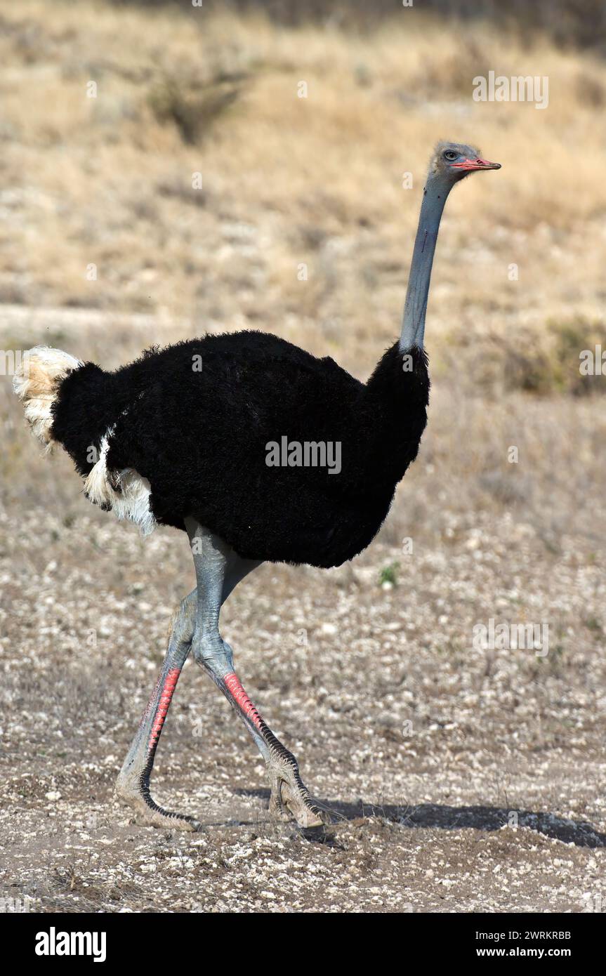 Autruche somalienne, Struthio molybdophanes. Parc national de Samburu, Kenya. Banque D'Images