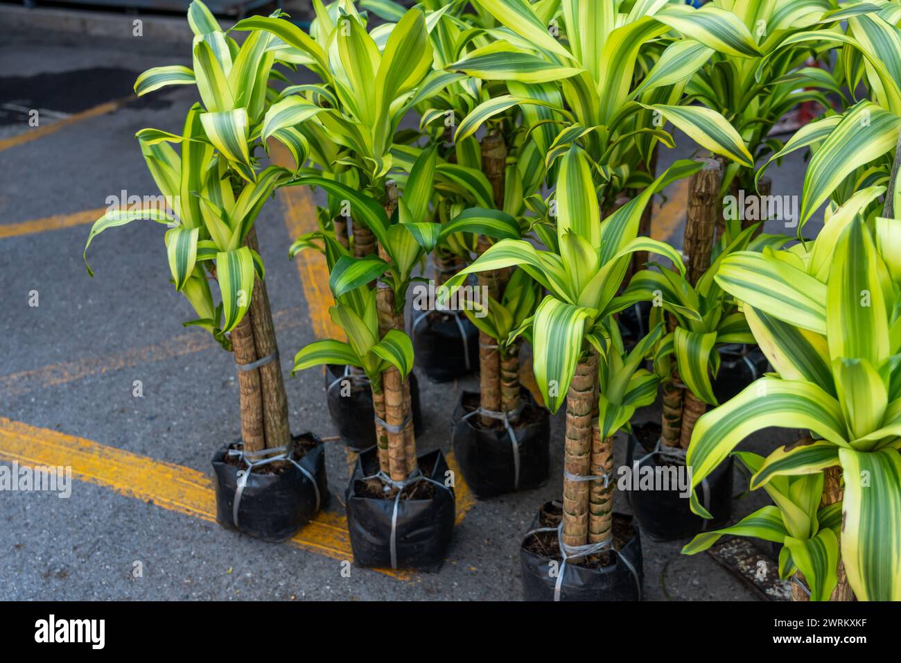 Pots de sachets de dracaena en vente au marché. Banque D'Images