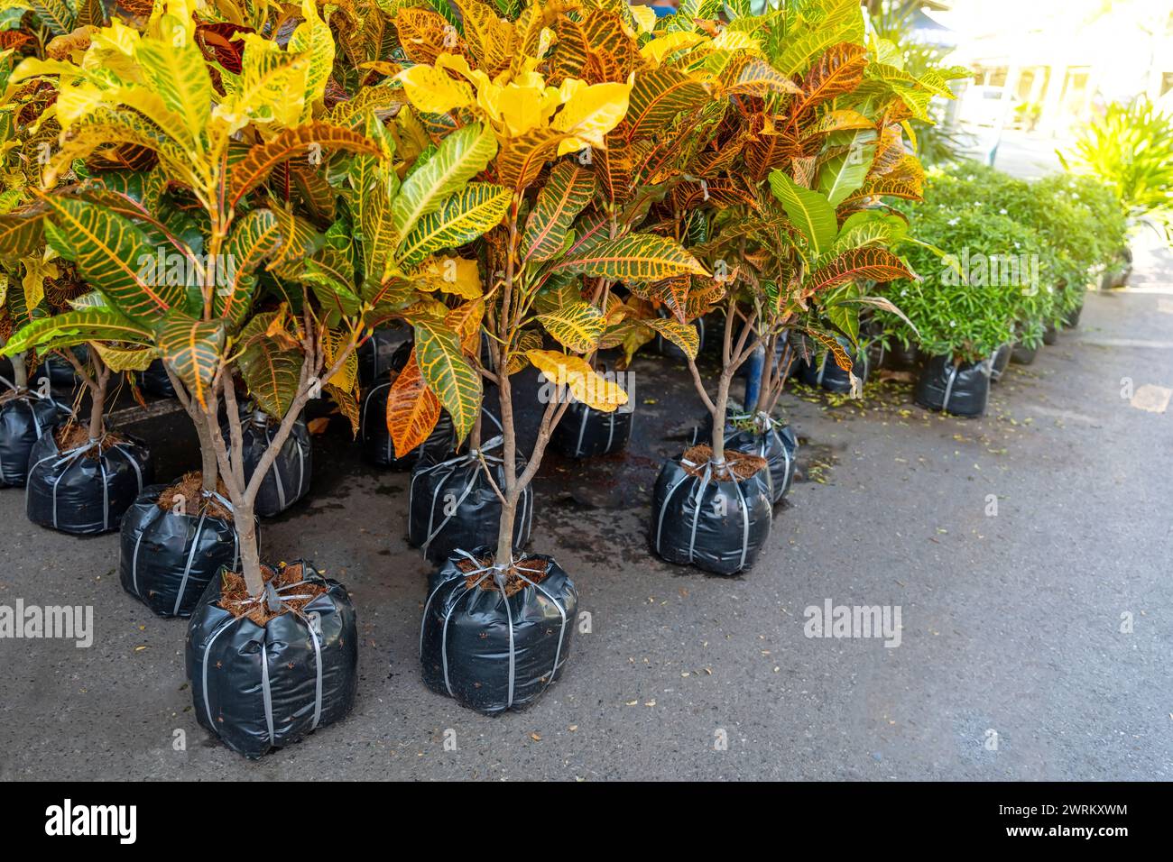 Variété de belles plantes ornementales de croton étaient en vente au marché du jardin Banque D'Images